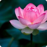 Lotus flower