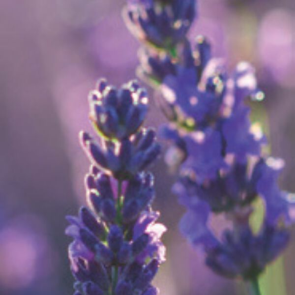 Lavanda