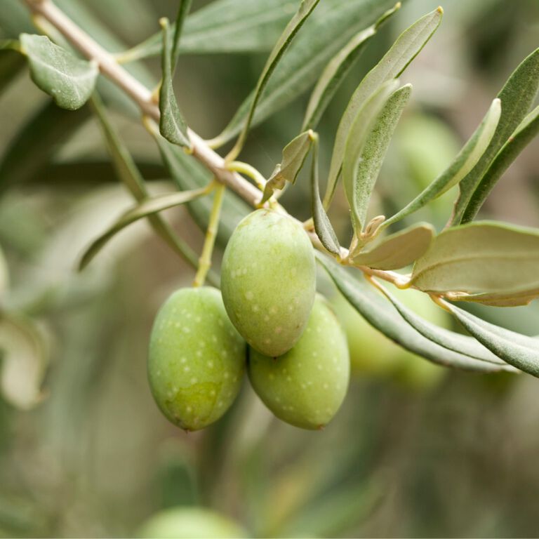 Olive Sublime