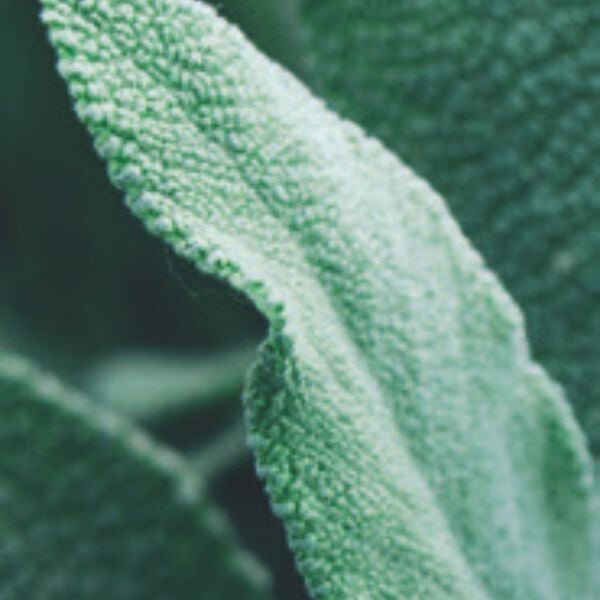 Salvia