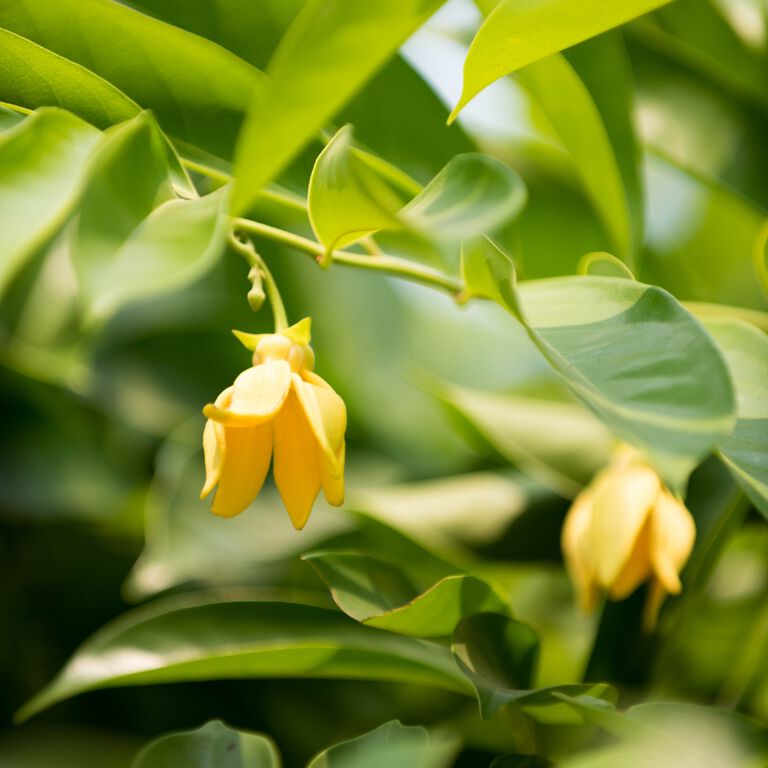 Ylang-ylang essential oil
