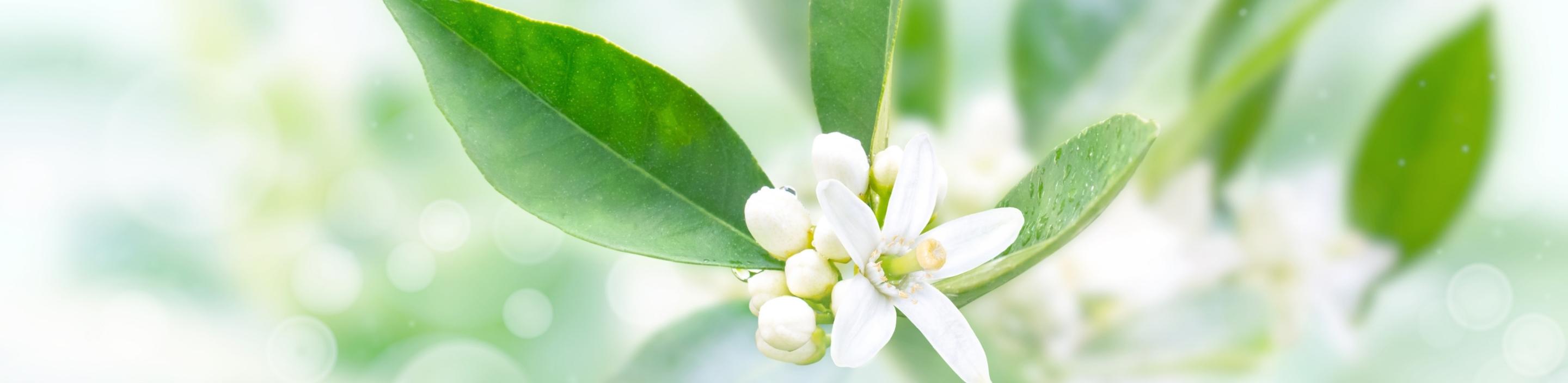 Neroli