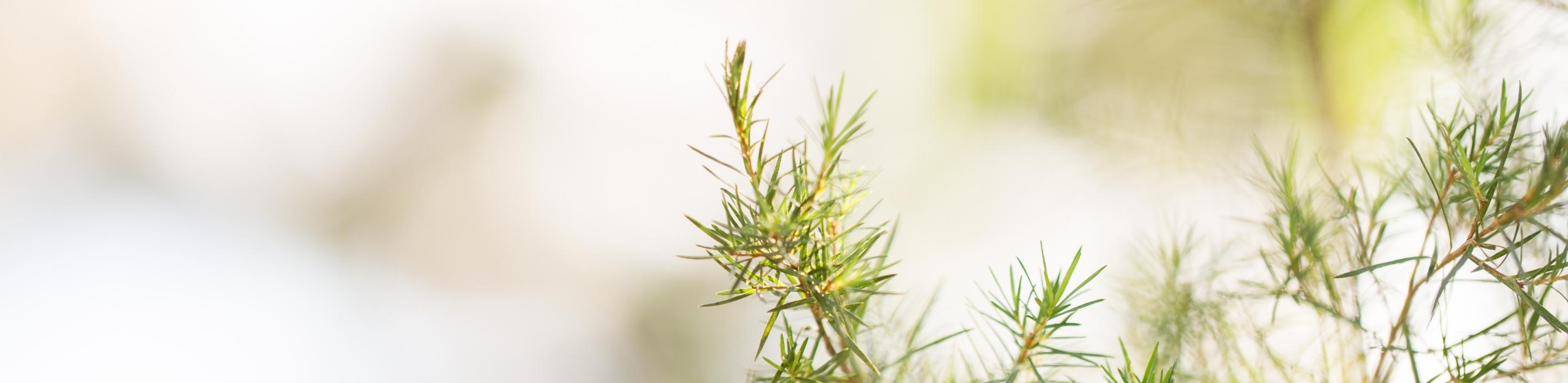 Tea Tree