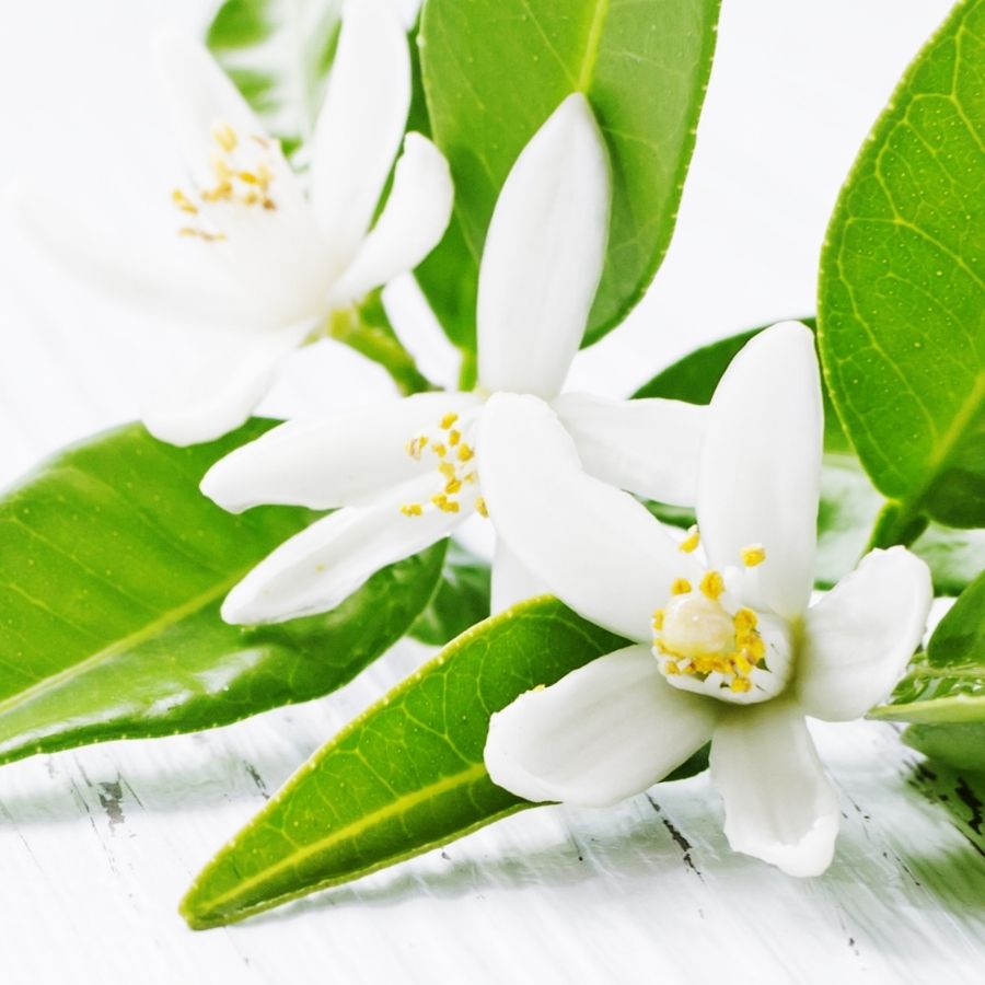 Neroli