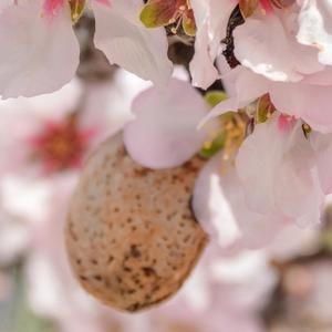 Almendras dulces