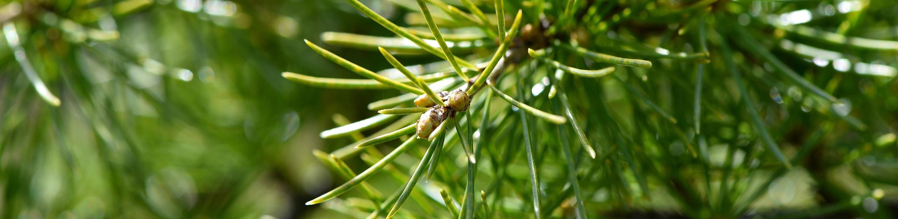 Cedro Selvaggio