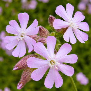 Saponaria