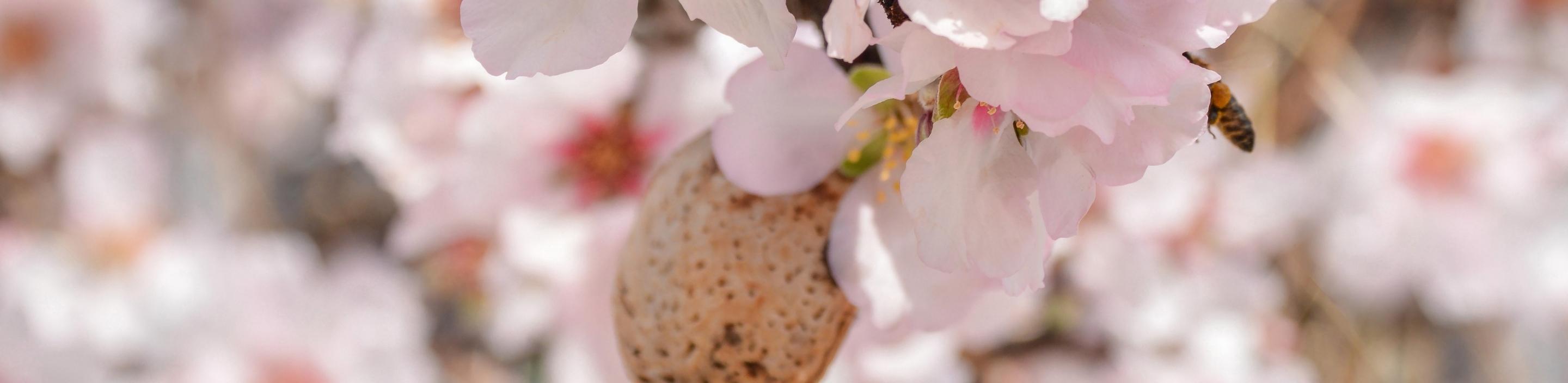 Almendras dulces