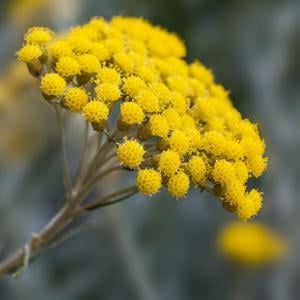 Sol Helichrysum