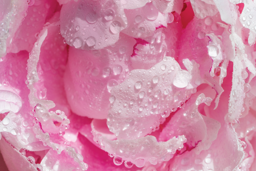 Peony  hyaluronic acid