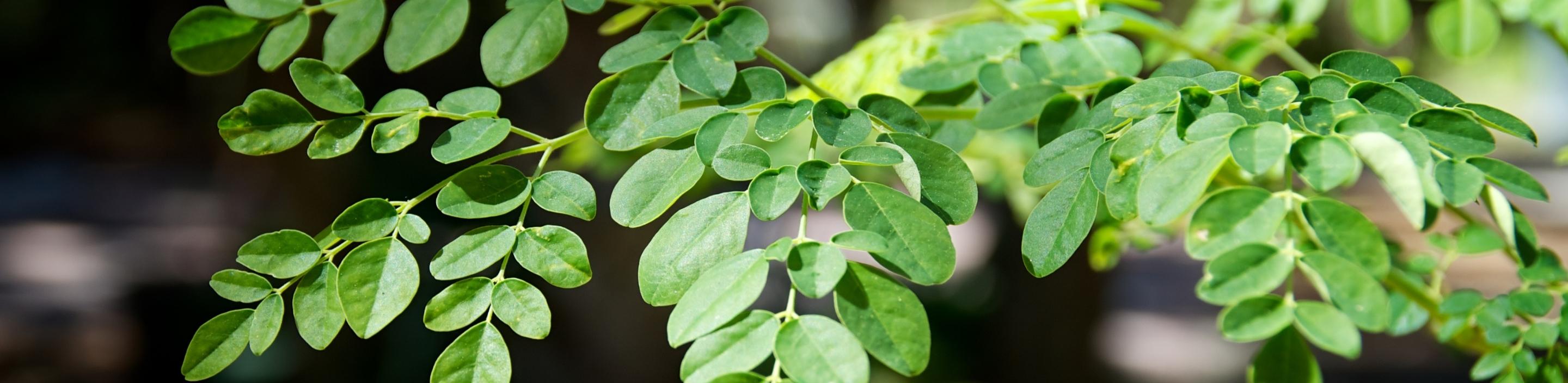 Moringa Defence